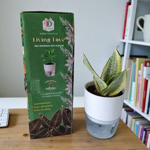 Self Watering Planter with Live Indoor Plant-White