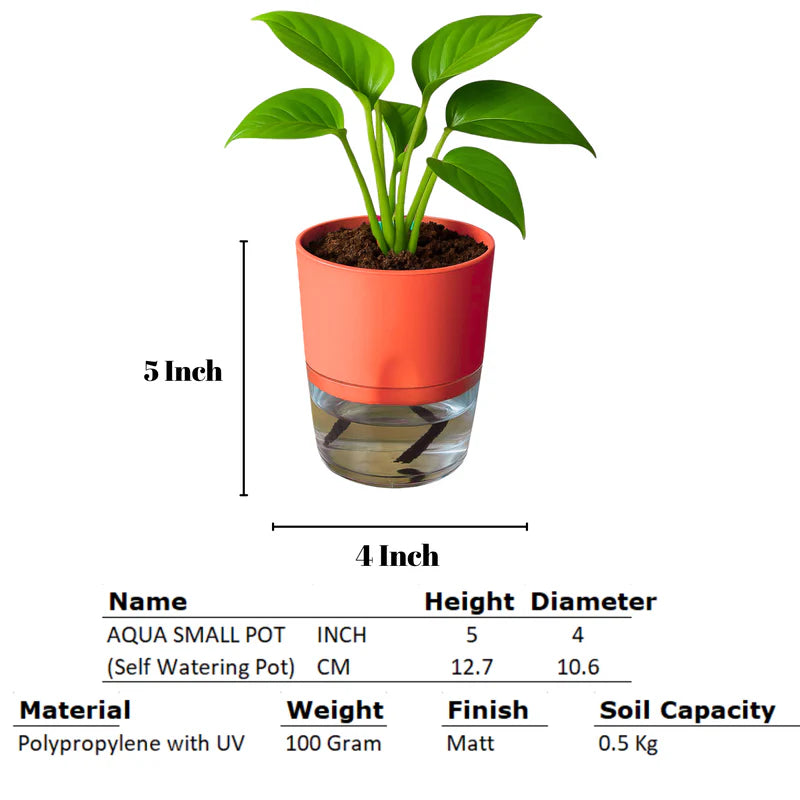 Self Watering Planter orange with Live Indoor Plant