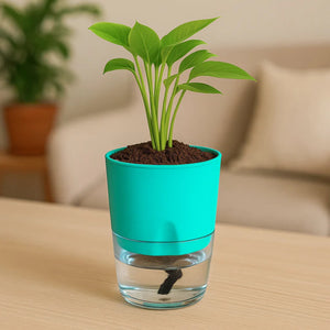 Self Watering Planter with Live Indoor Plant-Peacock Green