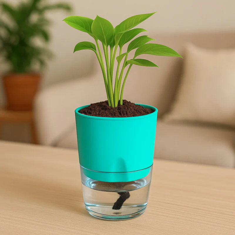 Self Watering Planter with Live Indoor Plant-Peacock Green