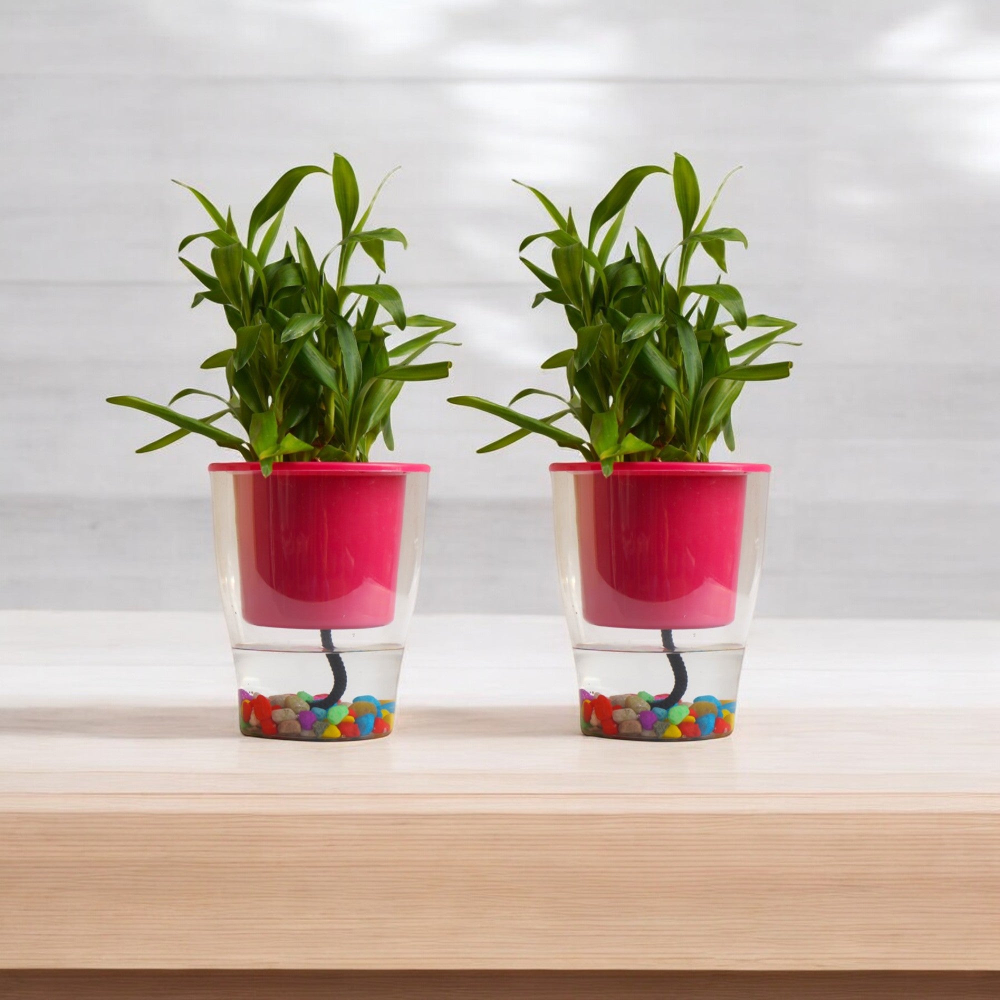 Elegant Pink Self-Watering Clear Planter-2PC
