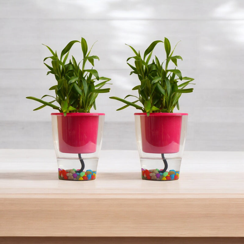 Elegant Parrot Green Self-Watering Clear Planter-2PC