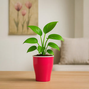 Elegant Pink Self-Watering Cone Planter-2PC