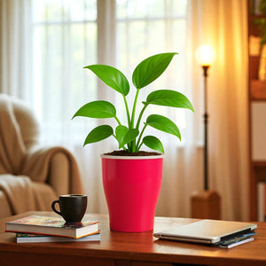 Elegant Pink Self-Watering Cone Planter-2PC