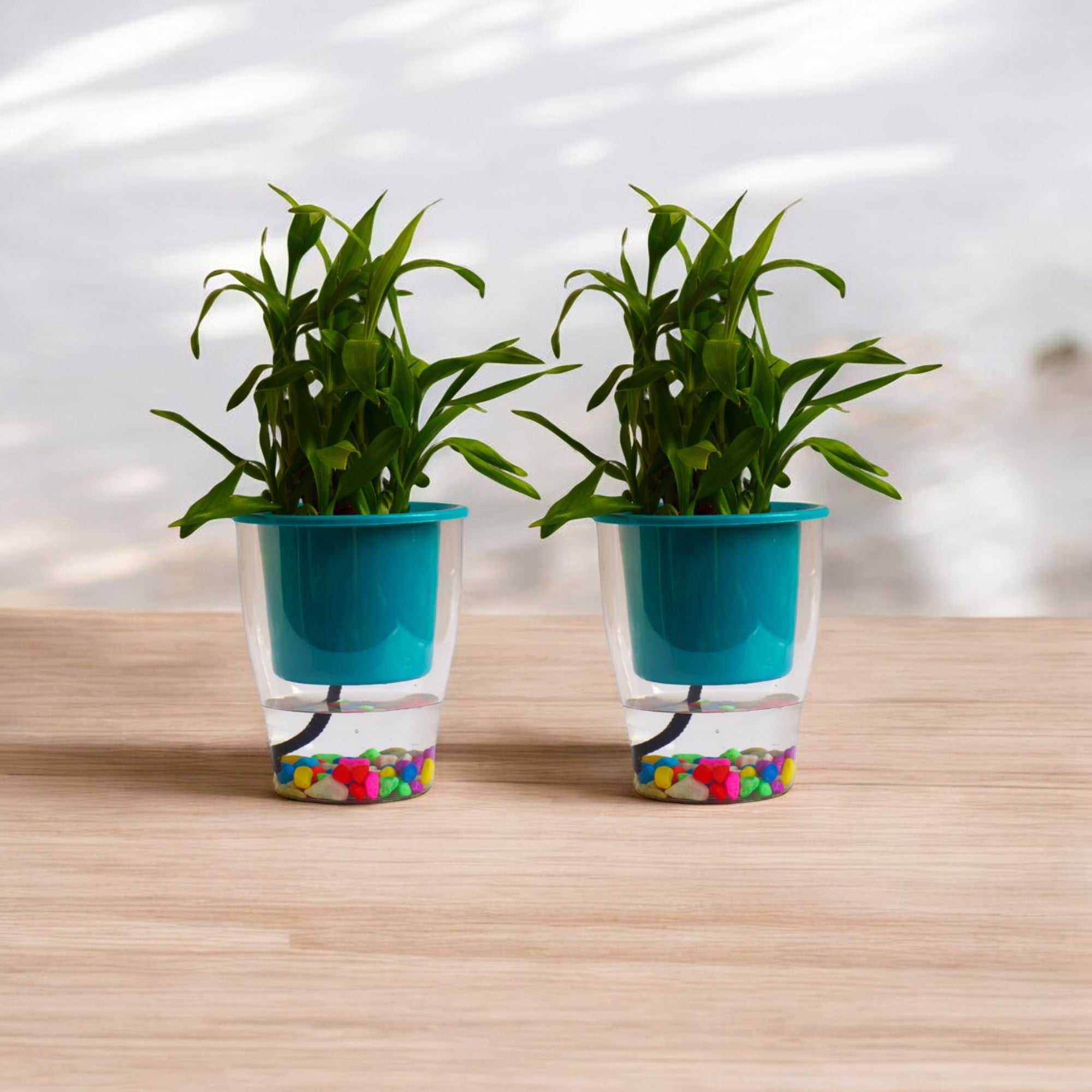 Elegant Sea Green Self-Watering Clear Planter-2PC