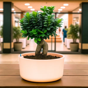 Big Circular Self-Watering Plant Container – Peach