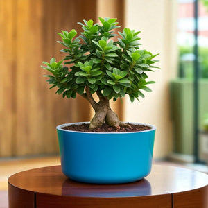 Big Circular Self-Watering Plant Container – Sea Green