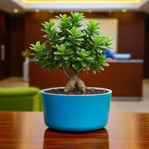Big Circular Self-Watering Plant Container – Sea Green