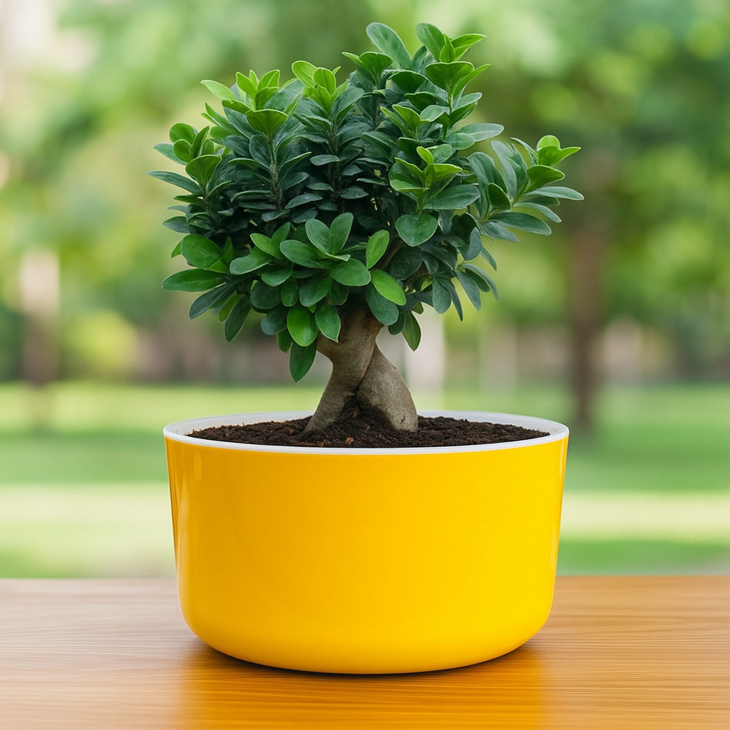 Big Circular Self-Watering Plant Container – Yellow