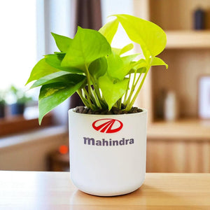 Personalized Round Pot with Money Plant – Eco-Friendly Corporate Gift (Min. 10 Units)