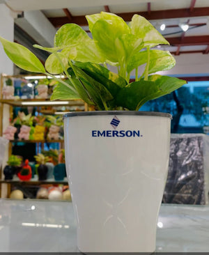 Premium Corporate Gifts– Customized Self-Watering Pot with Plant.