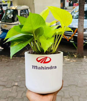 Premium Corporate Gifts– Customized Self-Watering Pot with Plant.