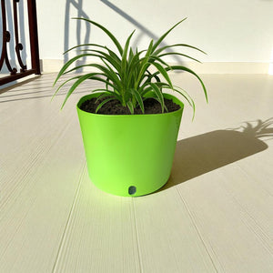 Big Cube Self-Watering Plant Container