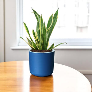 Classic Royal Blue Self-Watering Round Planter