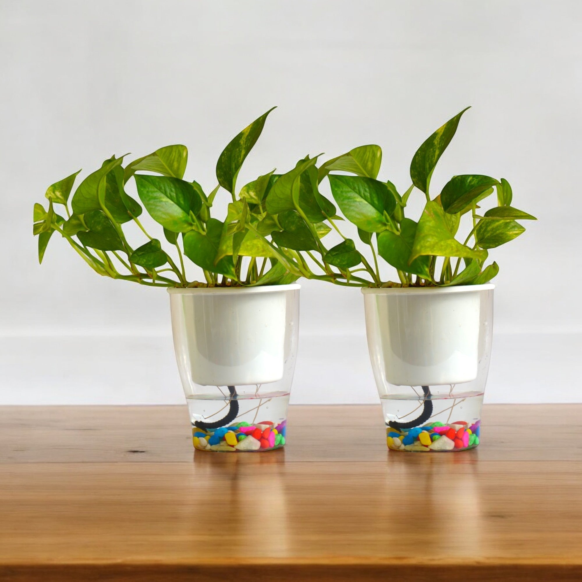 Elegant White Self-Watering Clear Planter-2PC