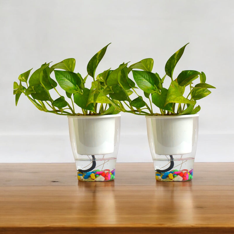 Elegant Sea Green Self-Watering Clear Planter-2PC