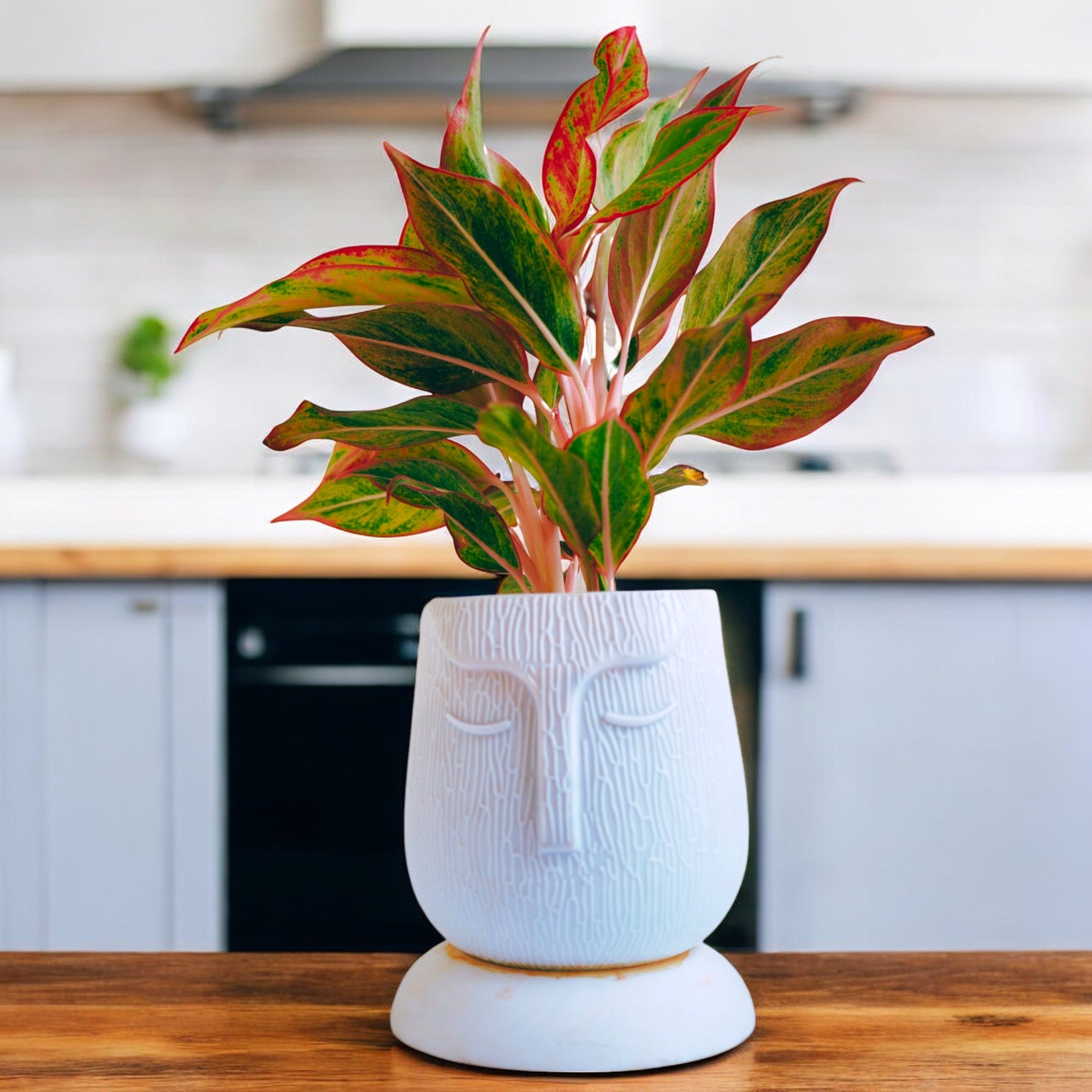 Artistic Self Watering Face Craft White Planter-1PC
