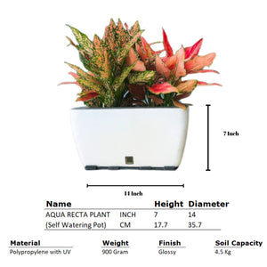Rectangular Self-Watering Wall Planter - White