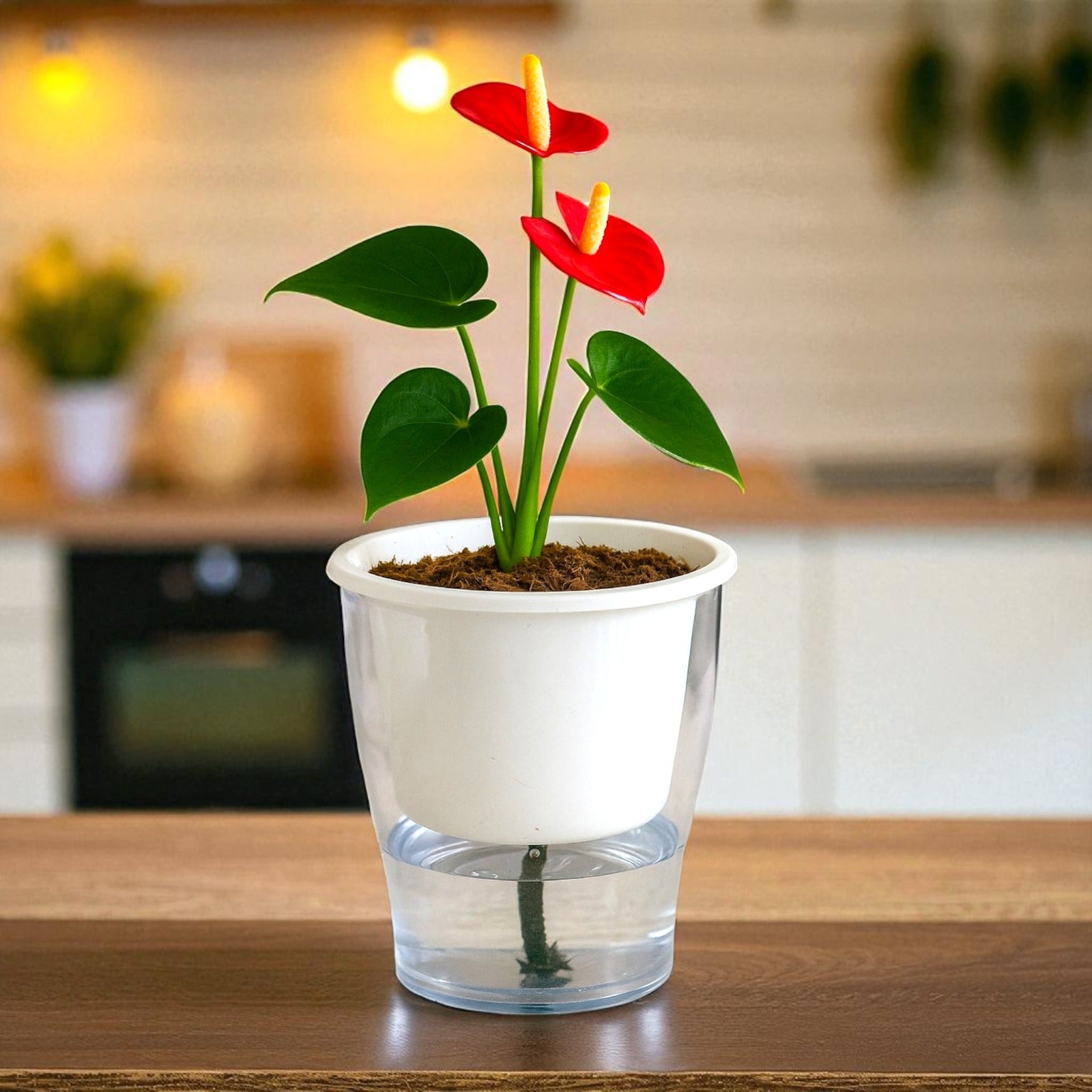 Elegant White Self-Watering Clear Planter-2PC