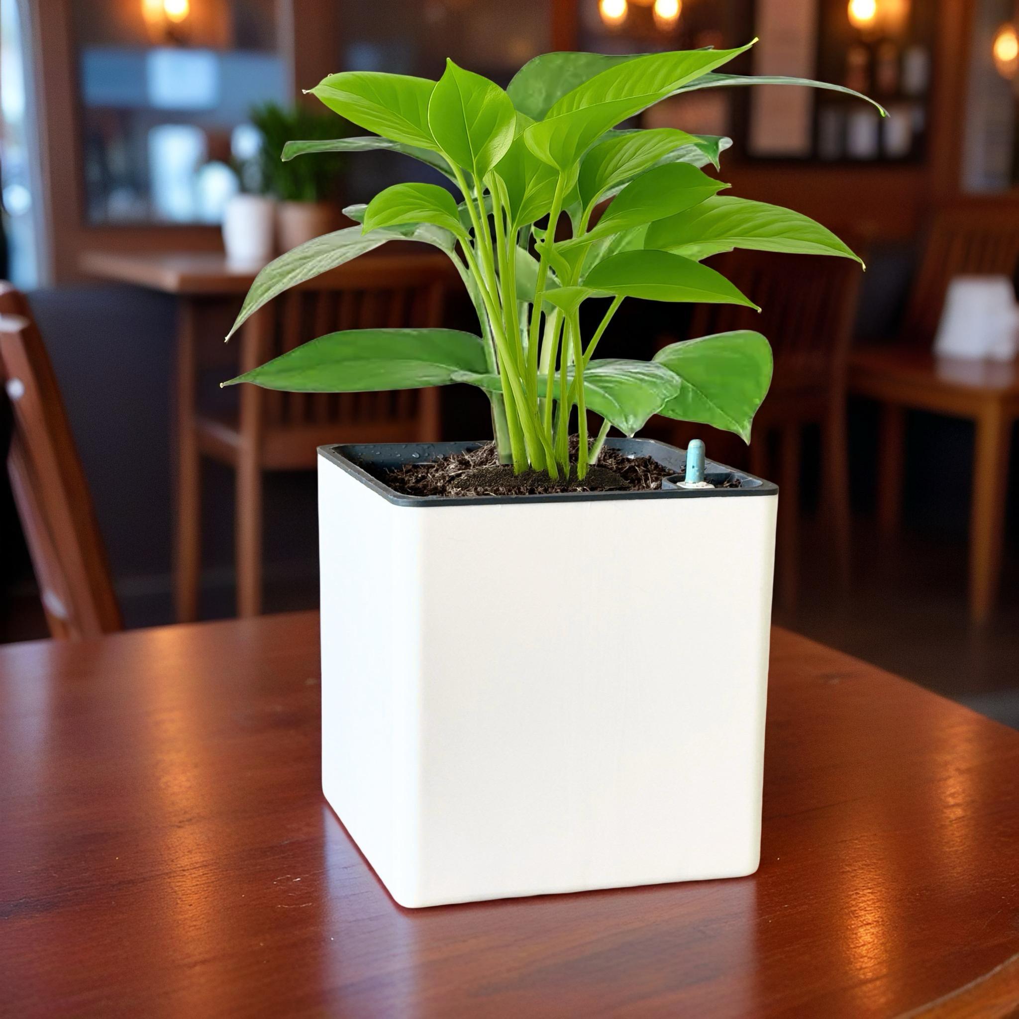 Elegant White Self-Watering Square Planter