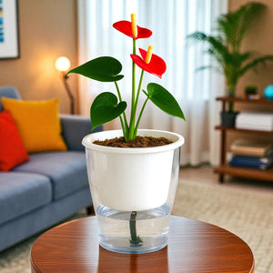 Elegant White Self-Watering Clear Planter-2PC