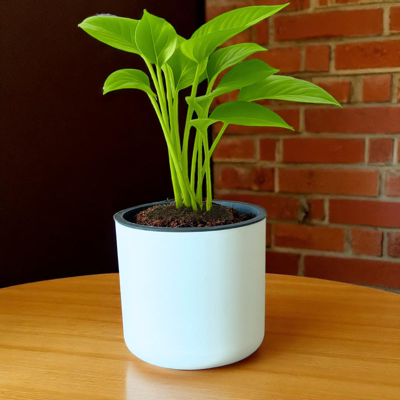 Personalized Round Pot with Money Plant – Eco-Friendly Corporate Gift (Min. 10 Units)
