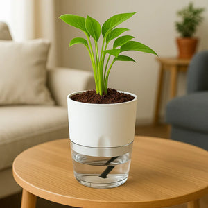 Self Watering Planter with Live Indoor Plant-White