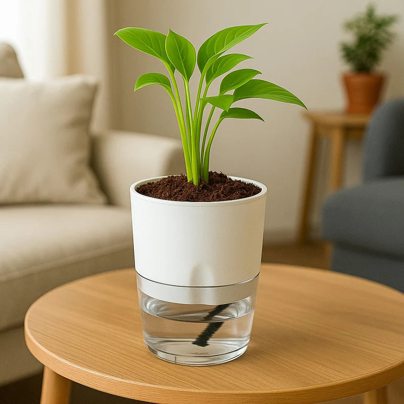 Self Watering Planter with Live Indoor Plant-White