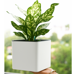 Elegant Multi-Color Self-Watering Square Planter - 7 PC