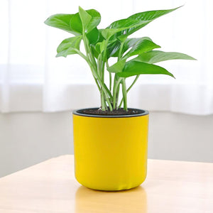 Personalized Round Pot with Money Plant – Eco-Friendly Corporate Gift (Min. 10 Units)