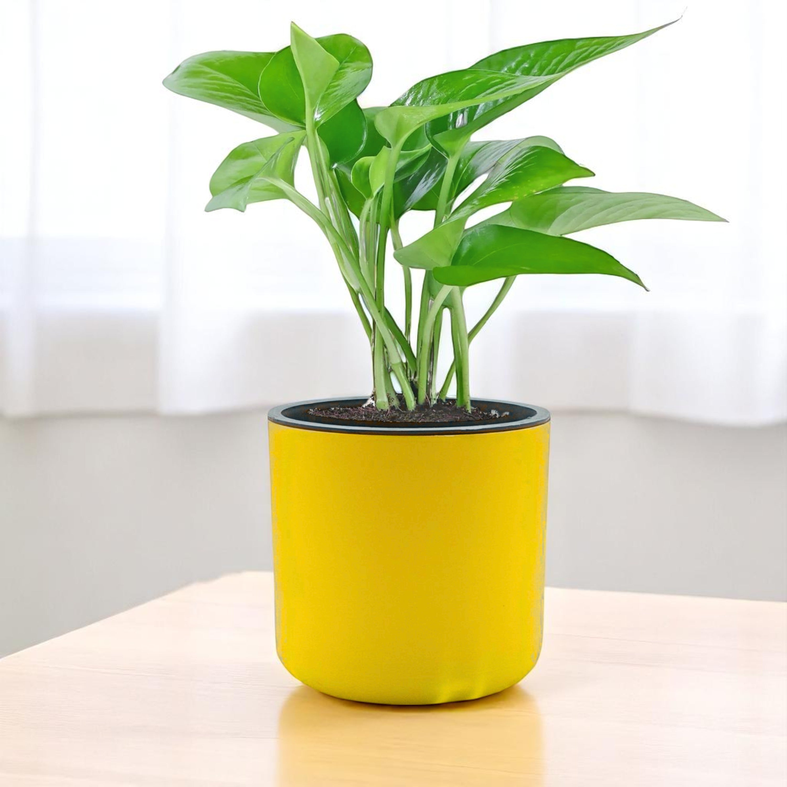 Fathers Day Special Classic Yellow Self-Watering Round Planter