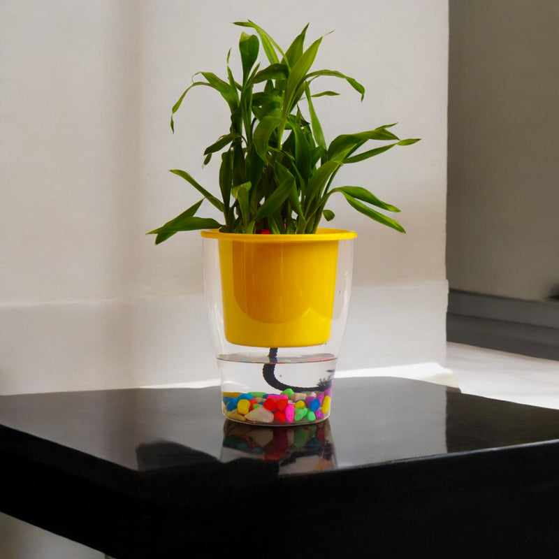 Elegant Multi-Color Self-Watering Clear Planter-5PC