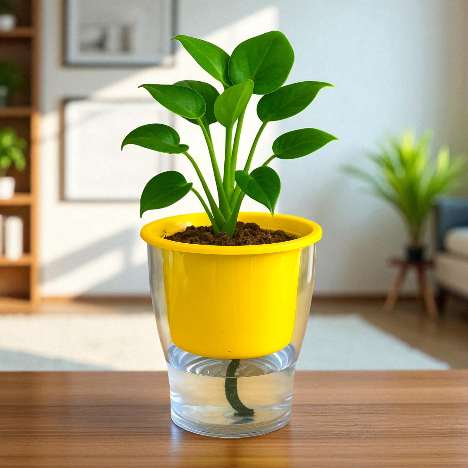 Elegant Yellow Self-Watering Clear Planter-2PC