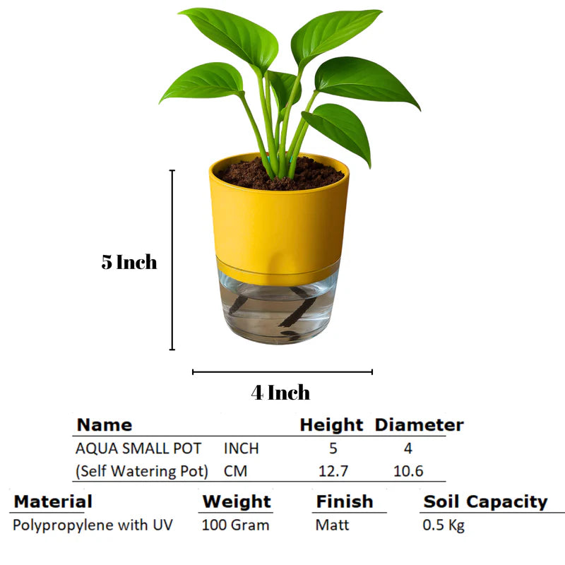 Self Watering Planter with Live Indoor Plant-Yellow