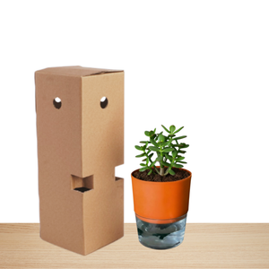 Self Watering Planter orange with Live Indoor Plant