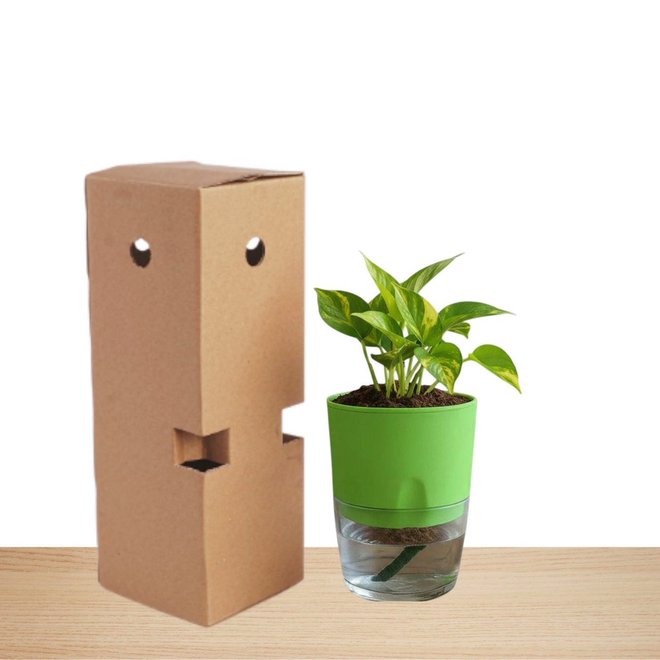 Self Watering Planter with Live Indoor Plant-Parrat Green