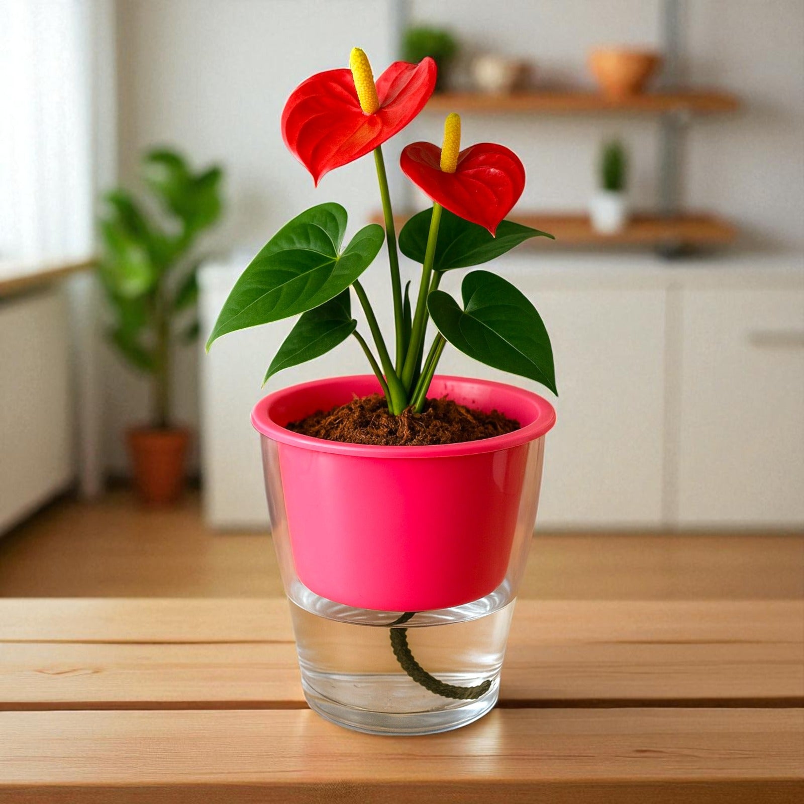 Elegant Pink Self-Watering Clear Planter-2PC