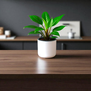Classic White Self-Watering Round Planter