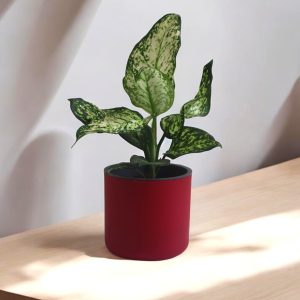 Aqua Haven Pot