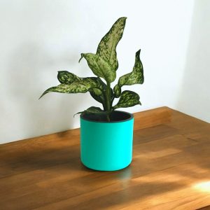 Aqua Haven Pot