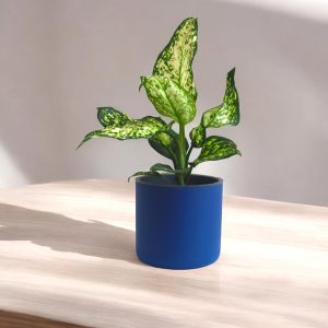 Aqua Haven Pot