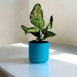 Aqua Haven Pot