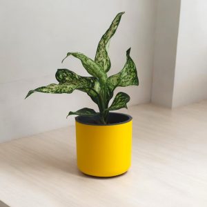 Aqua Haven Pot