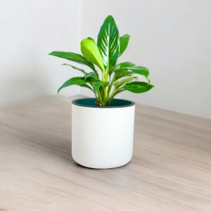 Aqua Haven Planter